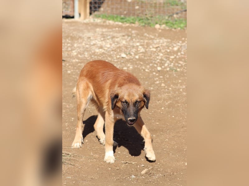 Akis - Ein Hundejunge zum Verlieben
