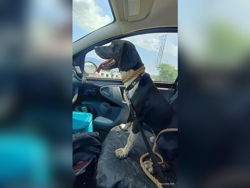 Jeckie - klein, aktiv und fröhlich