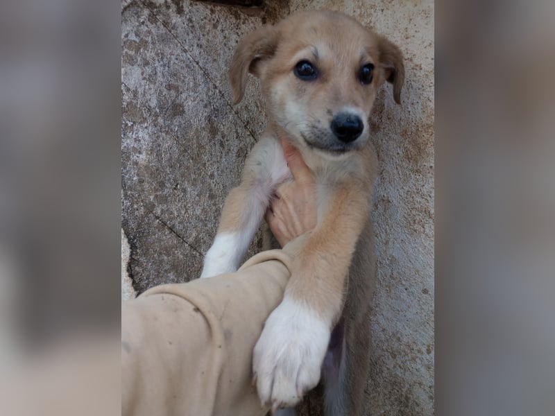 Simpa - gerettet von der Mülldeponie