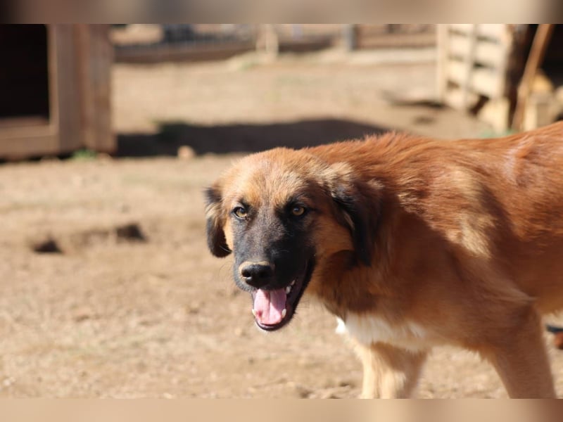 Akis - Ein Hundejunge zum Verlieben