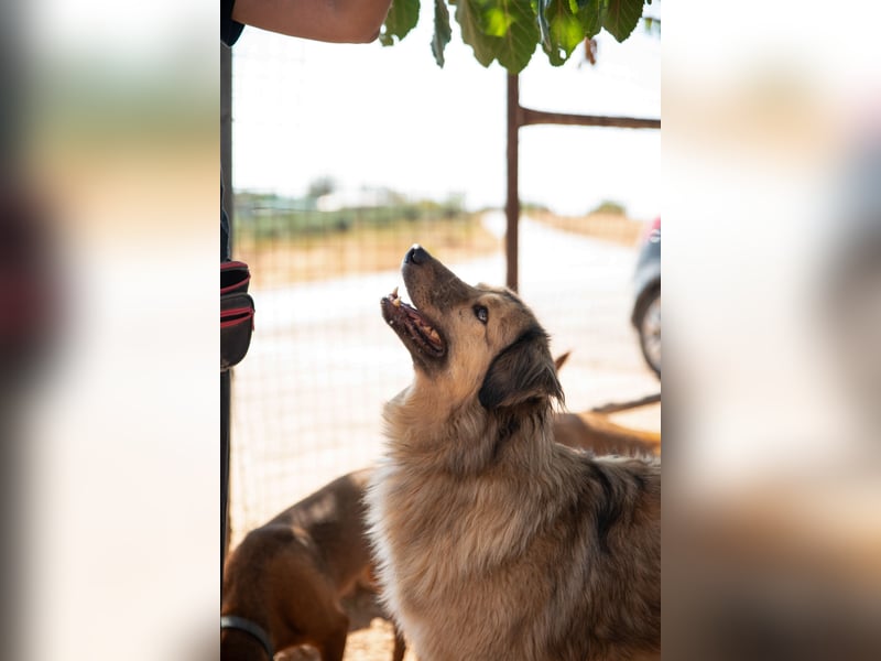 Ringo - der Charmeur