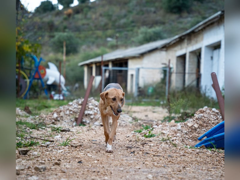 Koda - sanft und liebevoll