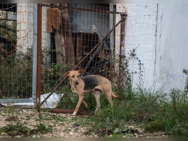 Koda - sanft und liebevoll
