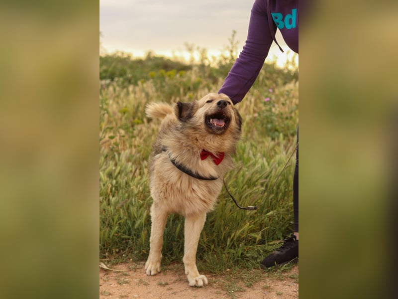 Ringo - der Charmeur