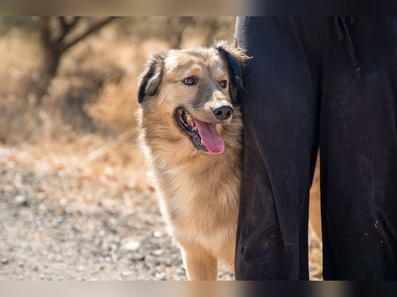 Ringo - der Charmeur