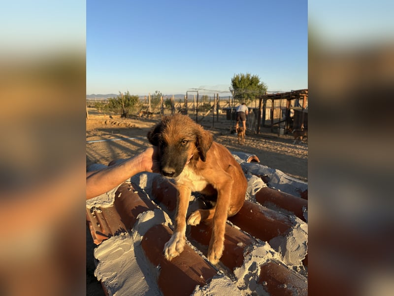 Akis - Ein Hundejunge zum Verlieben