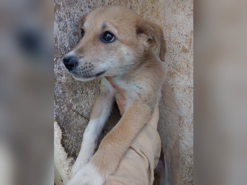 Simpa - gerettet von der Mülldeponie