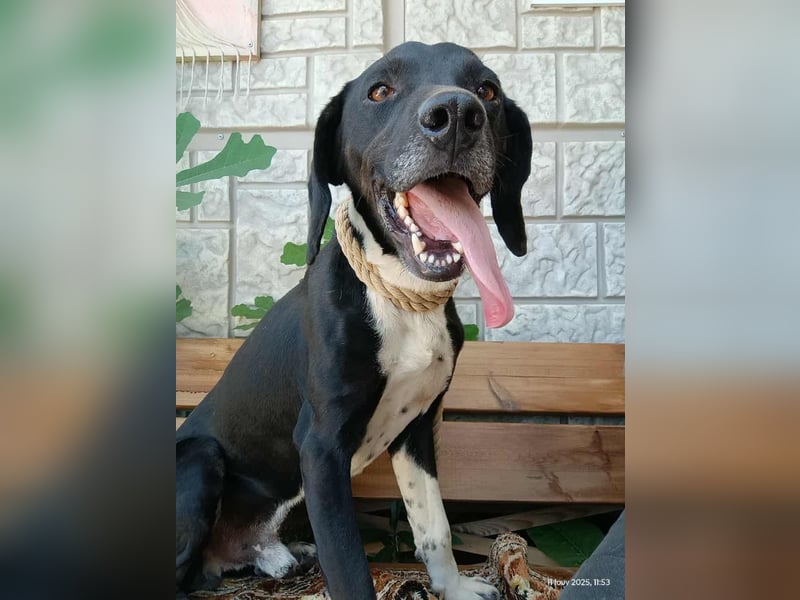 Jeckie - klein, aktiv und fröhlich