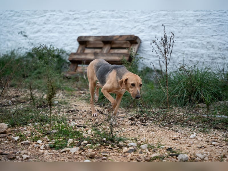 Koda - sanft und liebevoll
