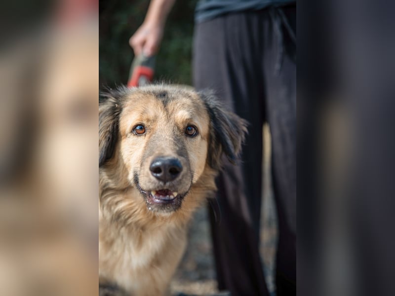 Ringo - der Charmeur