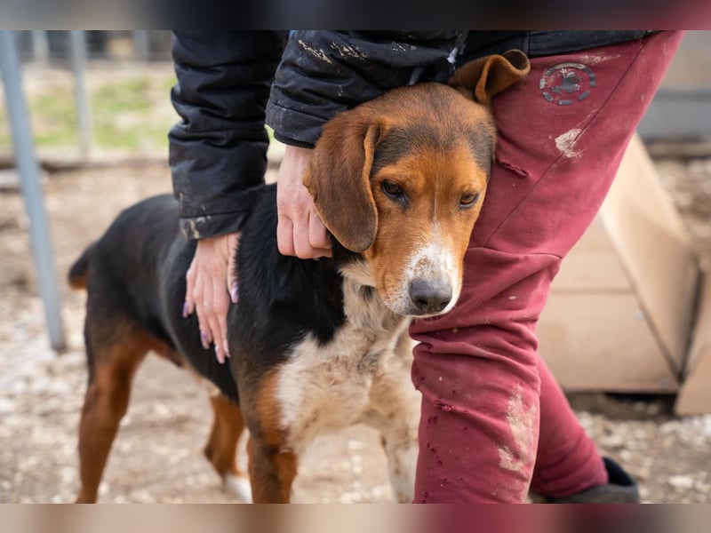 Arlo - Ein besonderer Kämpfer sucht sein Zuhause!