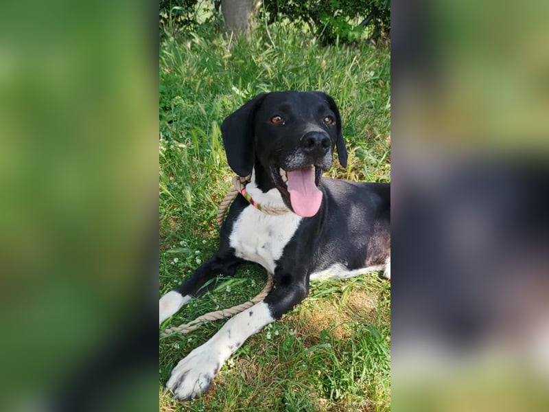 Jeckie - klein, aktiv und fröhlich