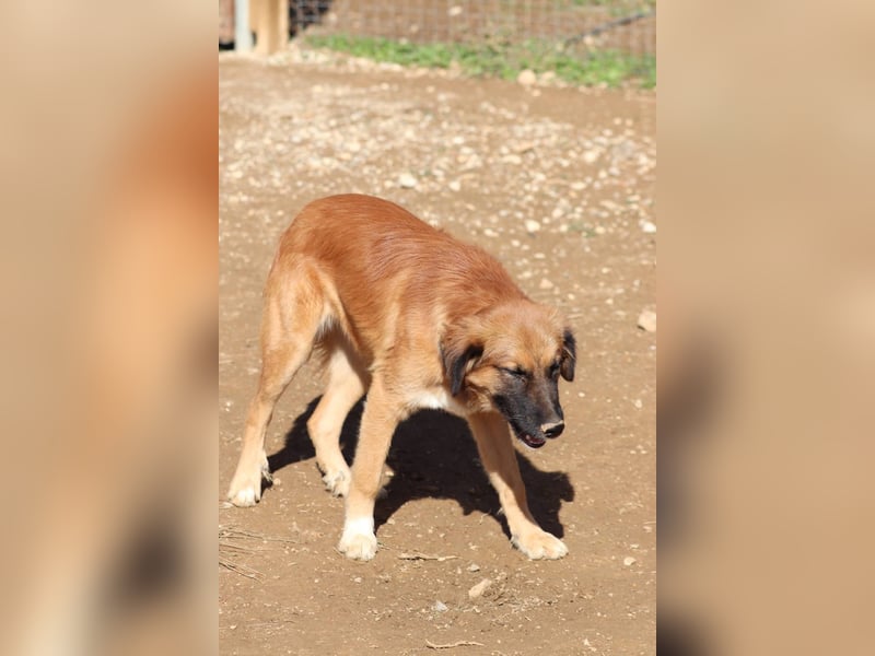 Akis - Ein Hundejunge zum Verlieben
