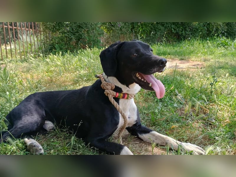 Jeckie - klein, aktiv und fröhlich