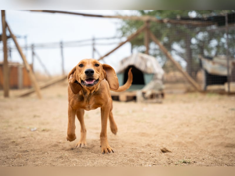 Rita - Pure Lebensfreude auf vier Pfoten!