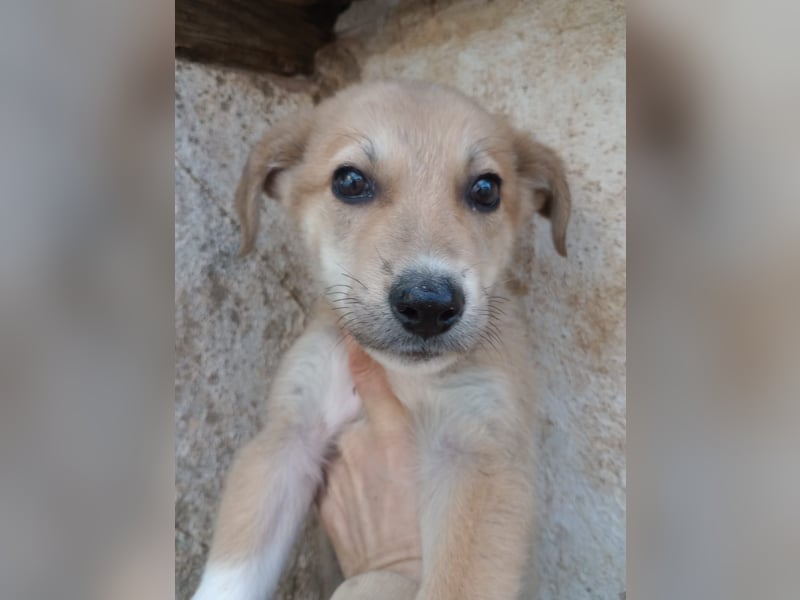 Simpa - gerettet von der Mülldeponie