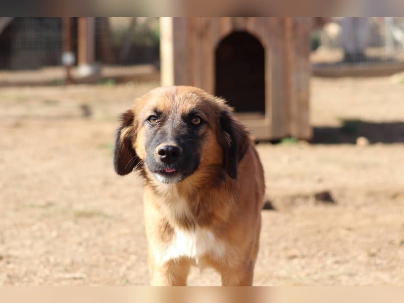 Akis - Ein Hundejunge zum Verlieben