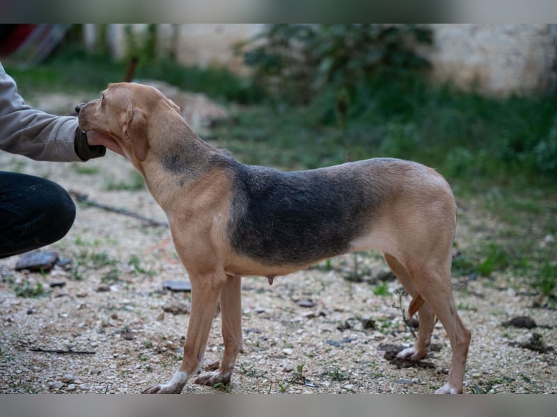 Koda - sanft und liebevoll