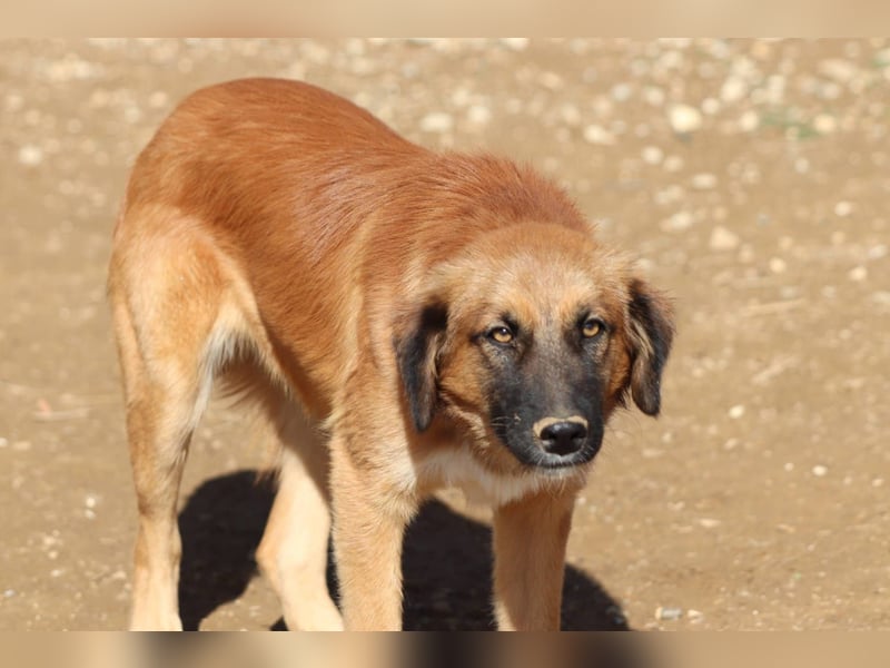 Akis - Ein Hundejunge zum Verlieben