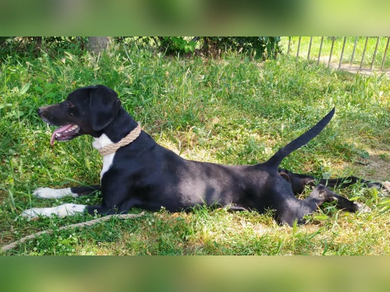 Jeckie - klein, aktiv und fröhlich