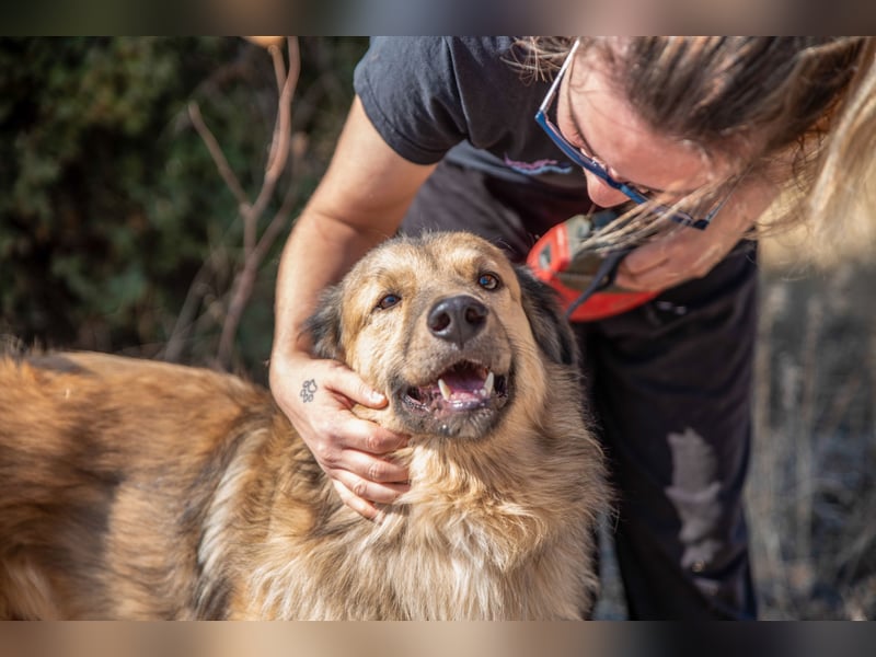 Ringo - der Charmeur