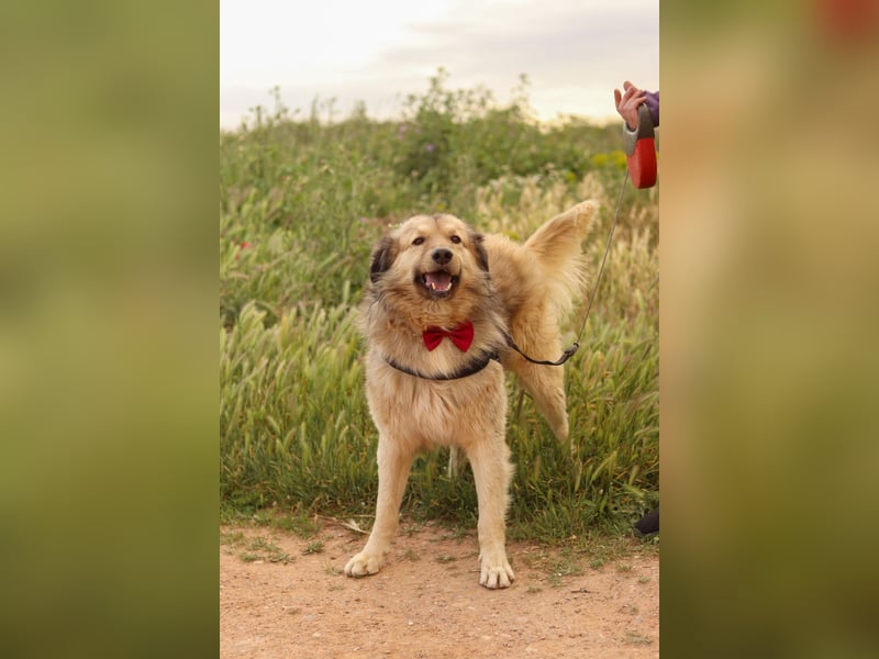 Ringo - der Charmeur