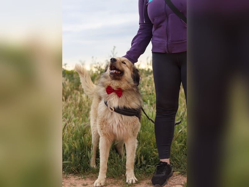 Ringo - der Charmeur