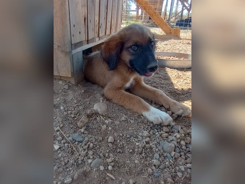 Akis - Ein Hundejunge zum Verlieben