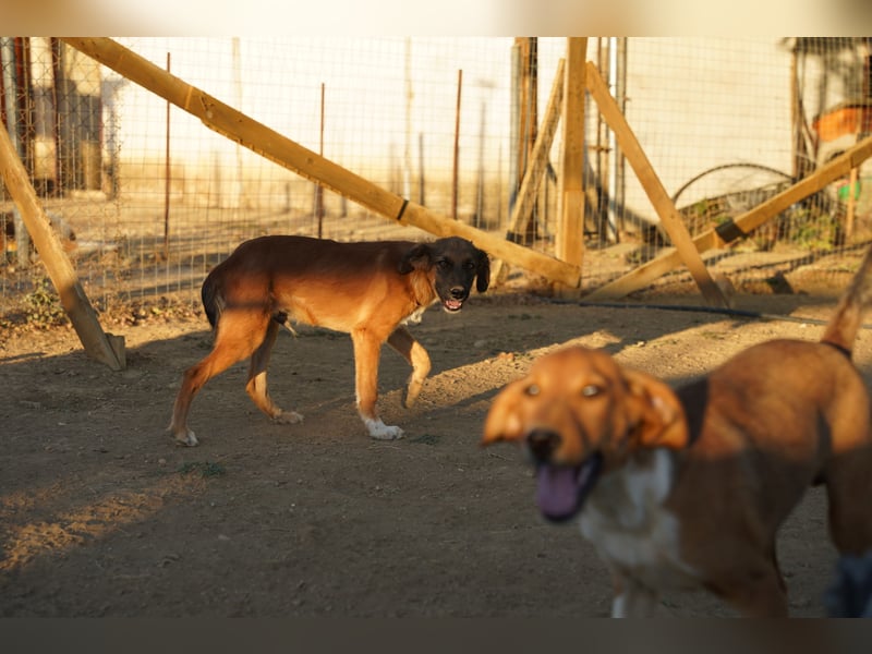 Akis - Ein Hundejunge zum Verlieben