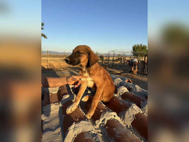 Akis - Ein Hundejunge zum Verlieben