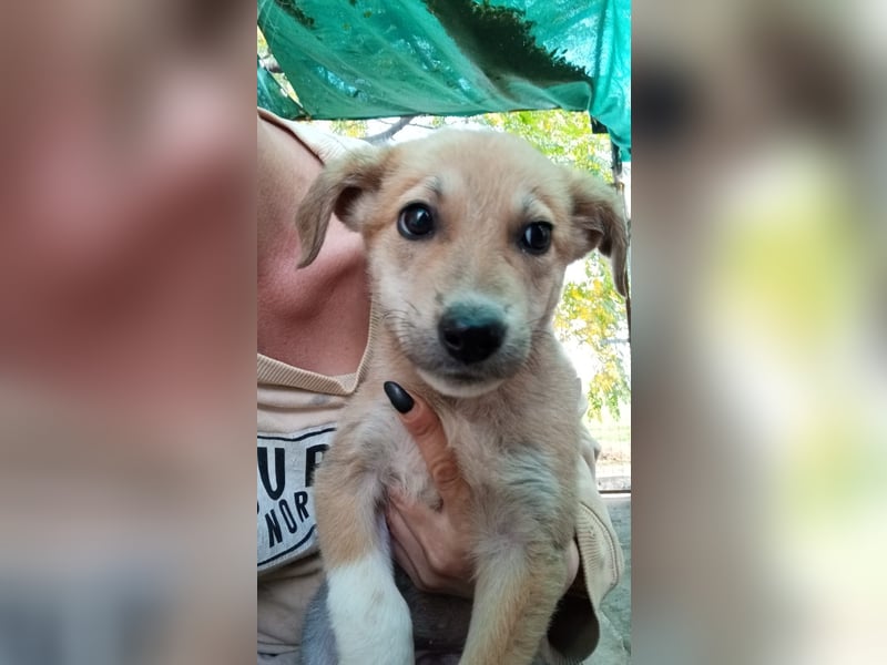 Simpa - gerettet von der Mülldeponie