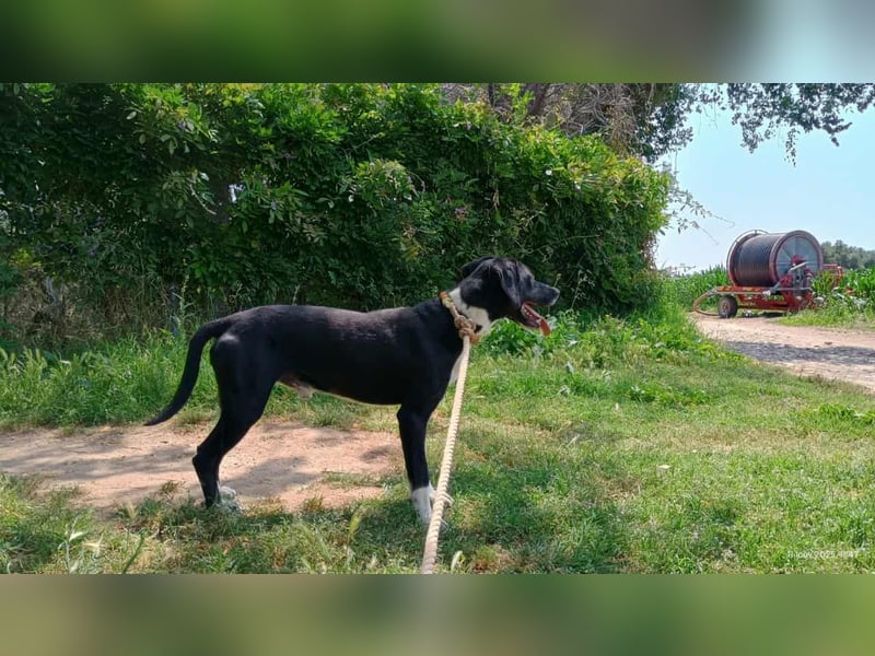 Jeckie - klein, aktiv und fröhlich