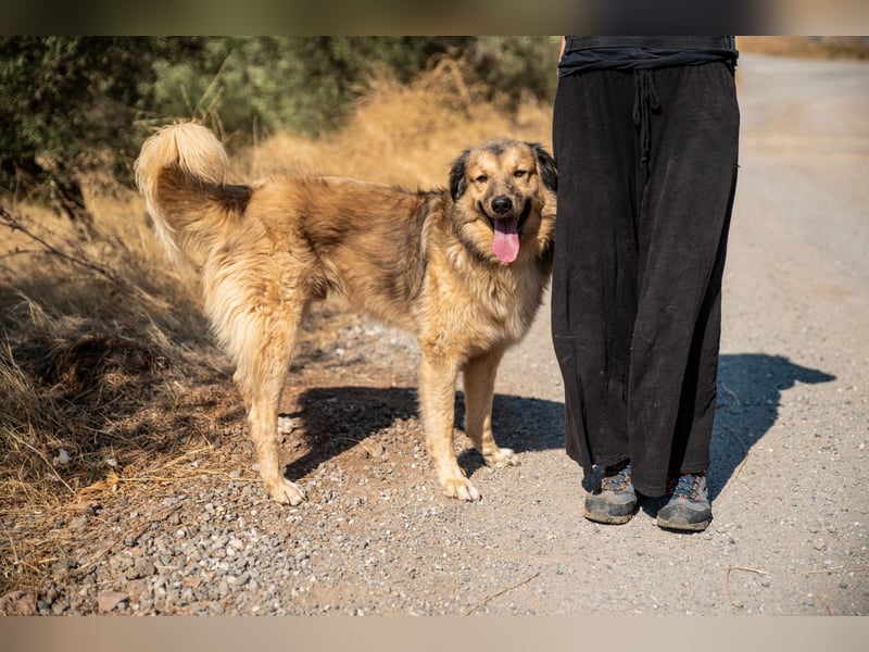 Ringo - der Charmeur