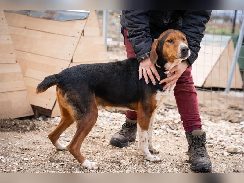 Arlo - Ein besonderer Kämpfer sucht sein Zuhause!