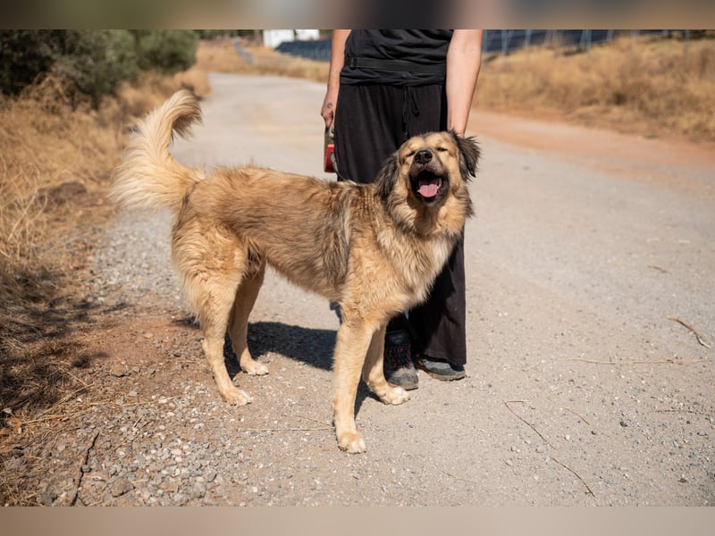 Ringo - der Charmeur