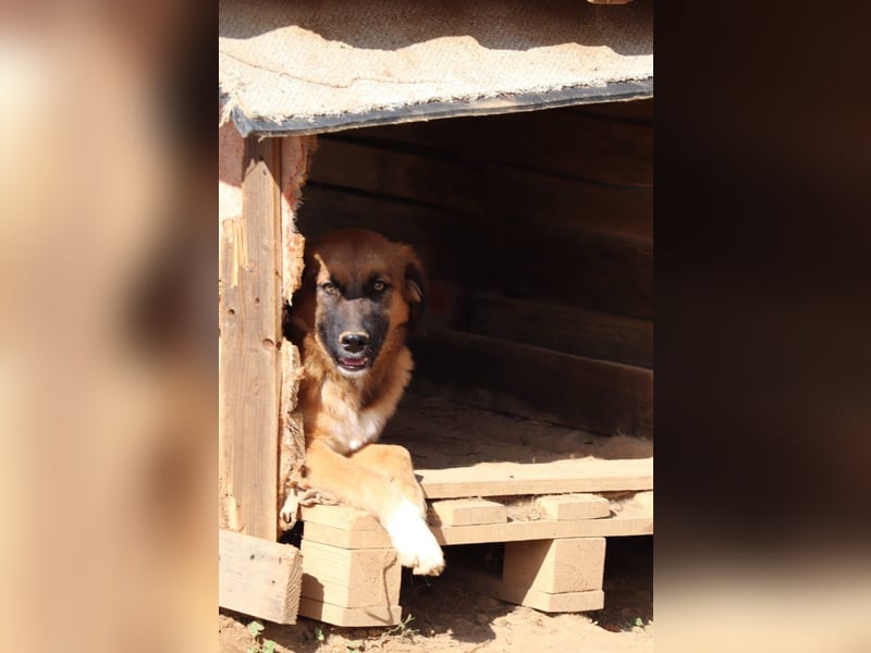 Akis - Ein Hundejunge zum Verlieben