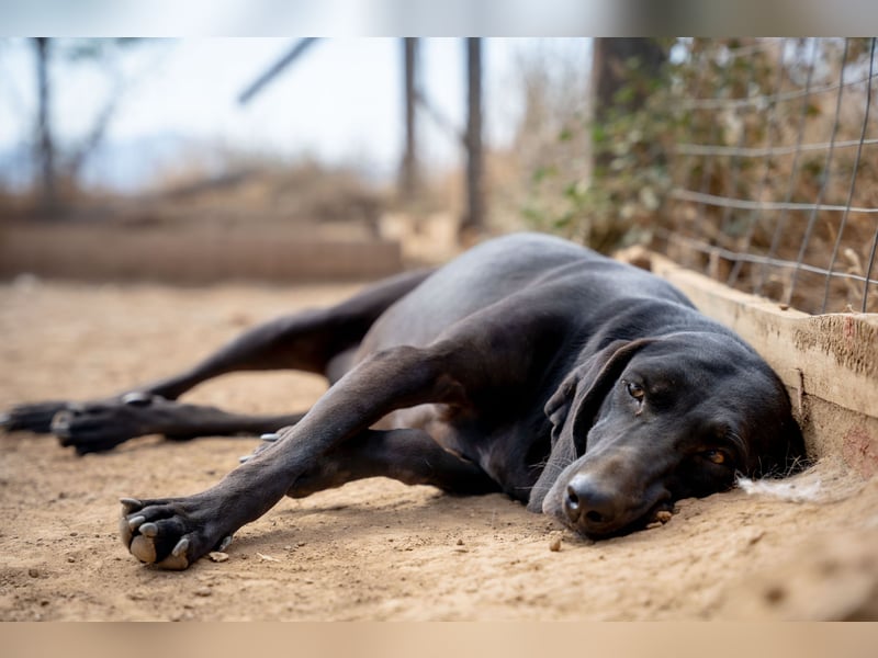 Mereda - aktiv und liebevoll