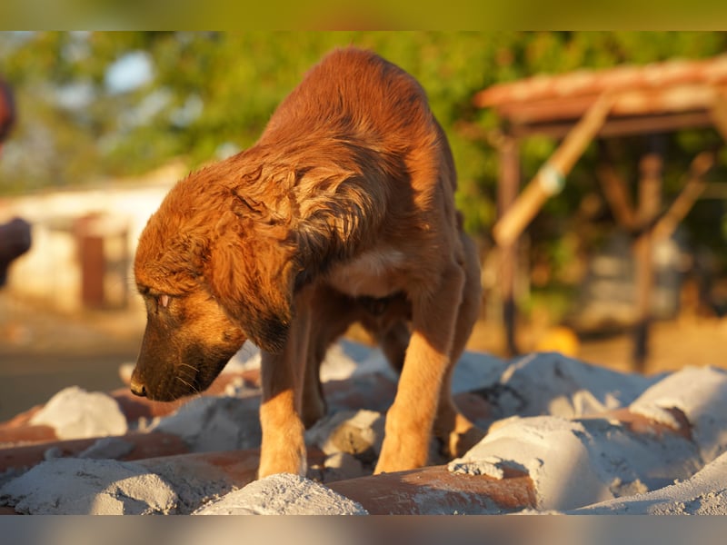 Akis - Ein Hundejunge zum Verlieben