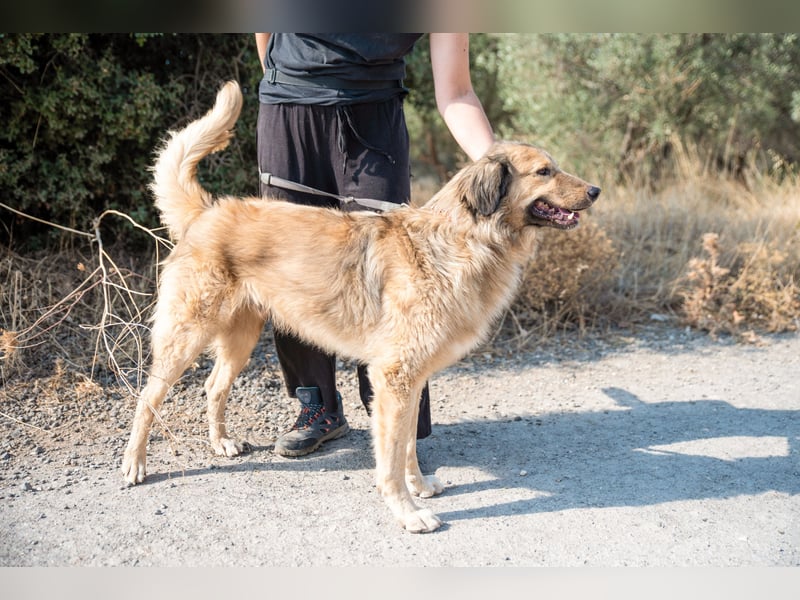 Ringo - der Charmeur