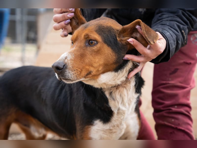 Arlo - Ein besonderer Kämpfer sucht sein Zuhause!