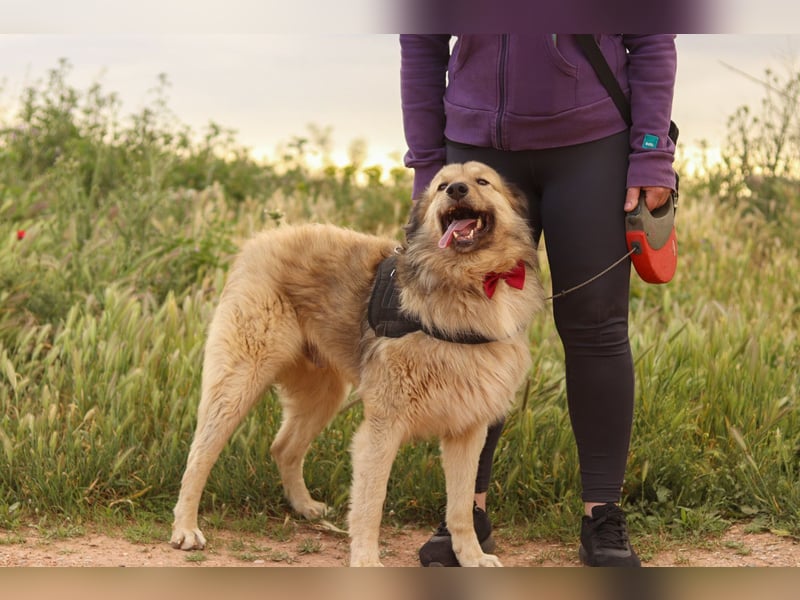 Ringo - der Charmeur