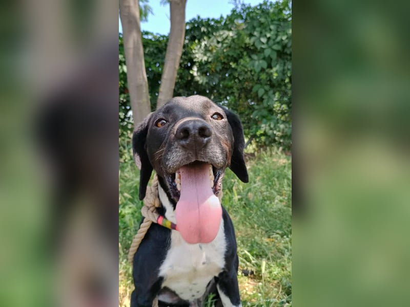 Jeckie - klein, aktiv und fröhlich