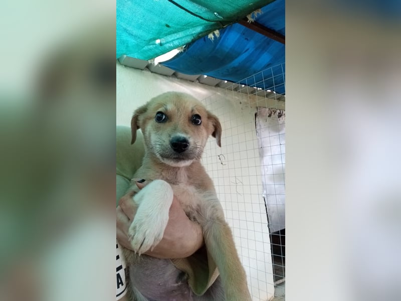 Simpa - gerettet von der Mülldeponie