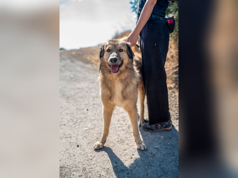 Ringo - der Charmeur