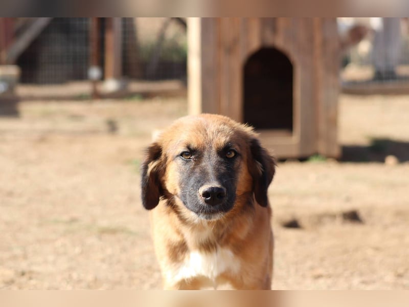 Akis - Ein Hundejunge zum Verlieben