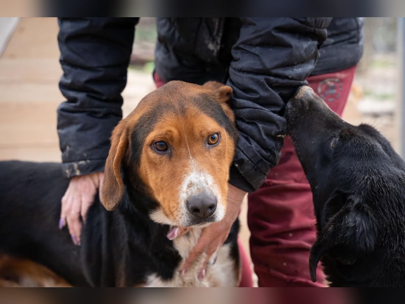 Arlo - Ein besonderer Kämpfer sucht sein Zuhause!