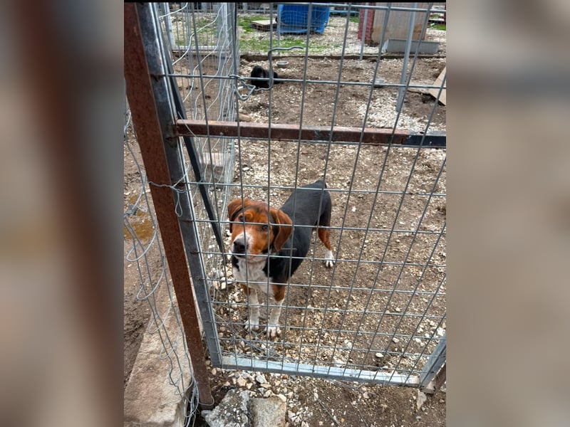 Arlo - Ein besonderer Kämpfer sucht sein Zuhause!