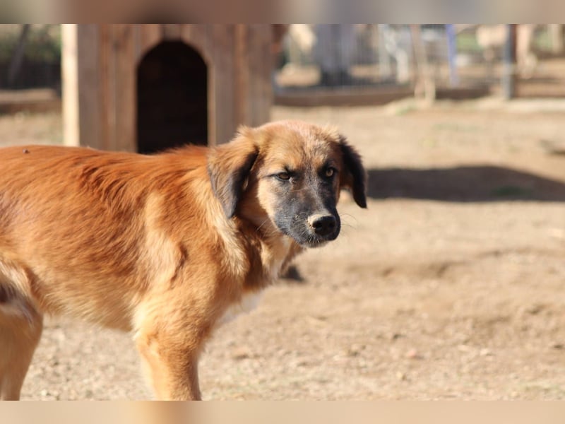 Akis - Ein Hundejunge zum Verlieben