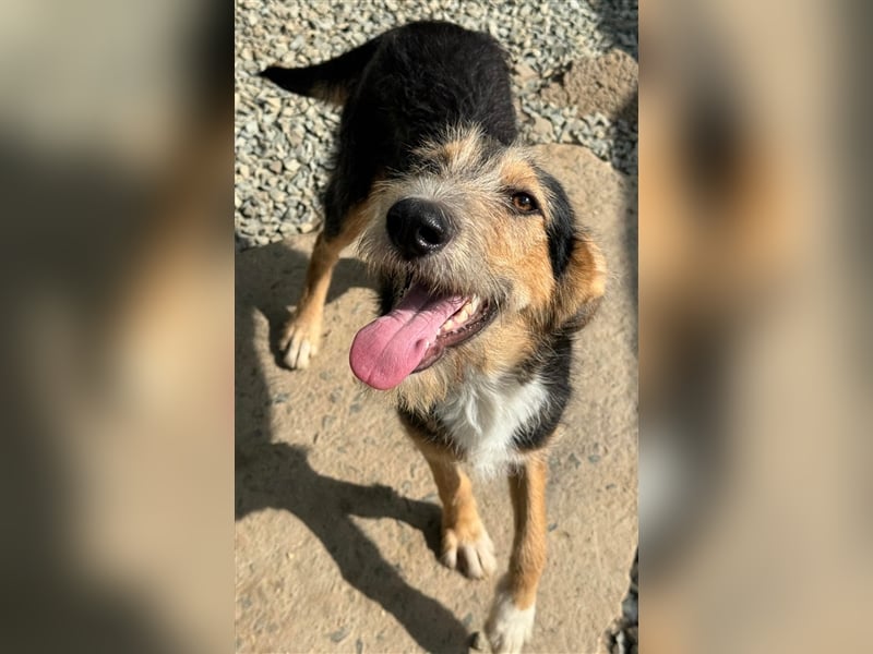 MINNIE - Lebensfreude auf Pfoten ...