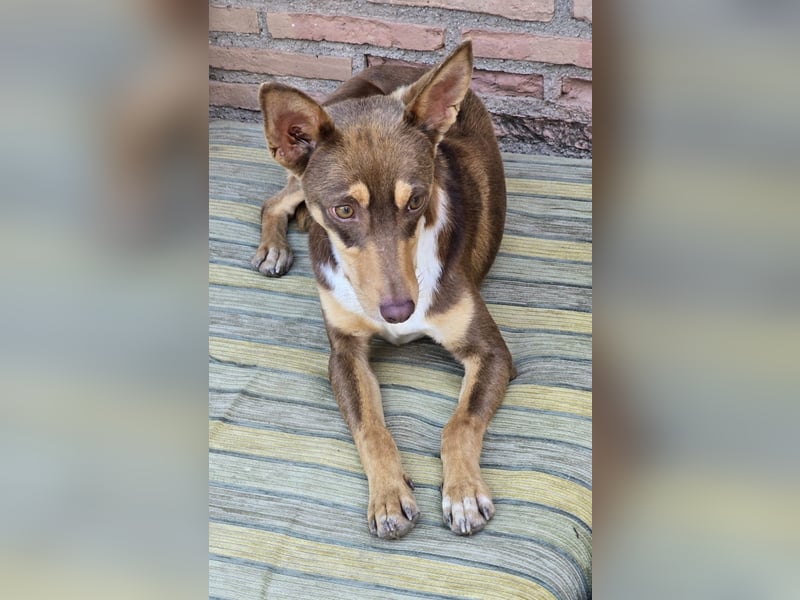 LEMON sucht das Glück